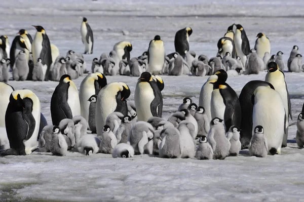 pinguins-imperadores pinguins-imperadores