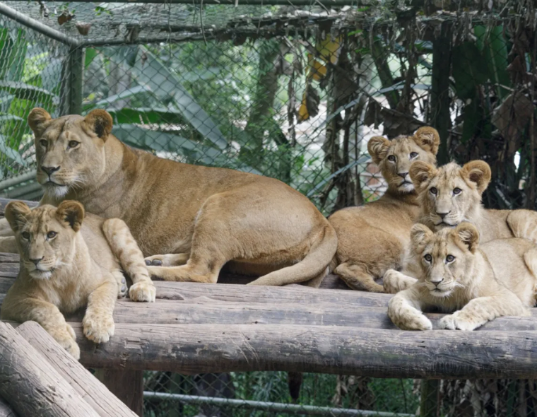 zoologico sp